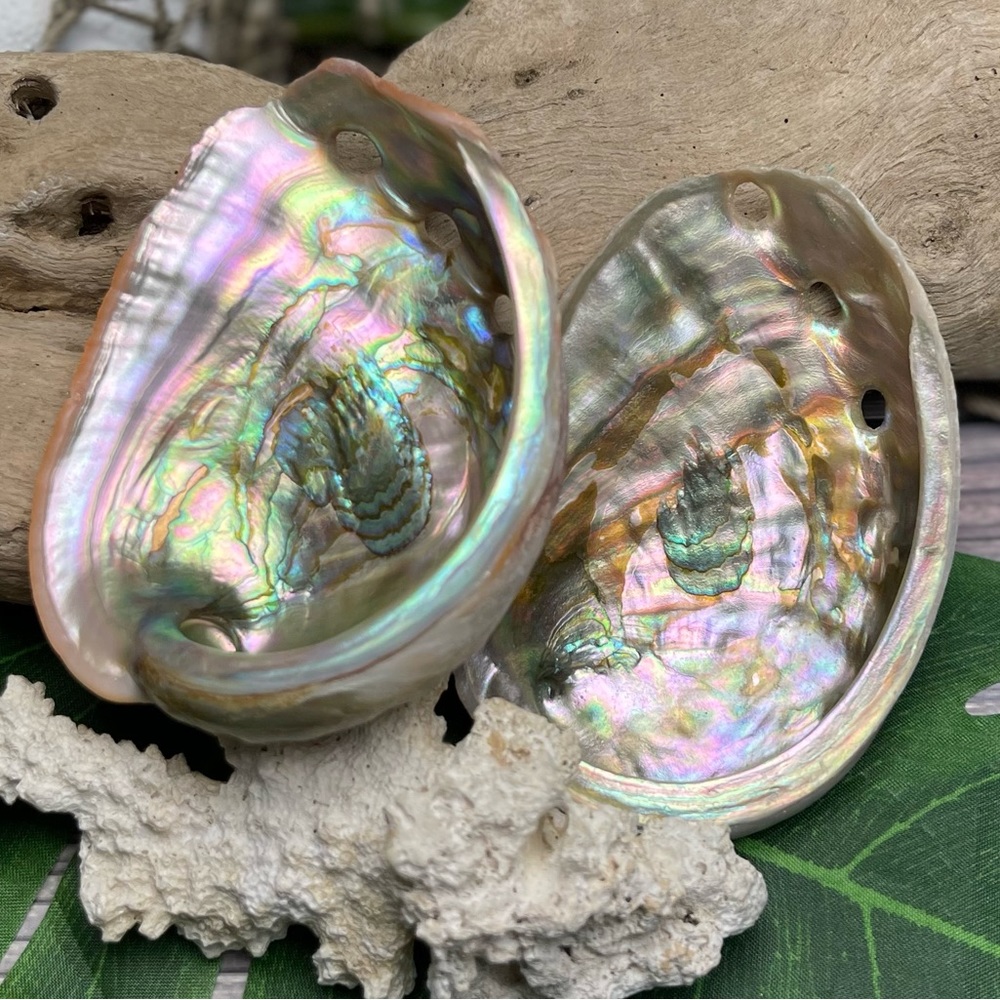 2 for 1 Special Seashells Lot 2 Interior Polished Abalone Shells Bundle Coastal